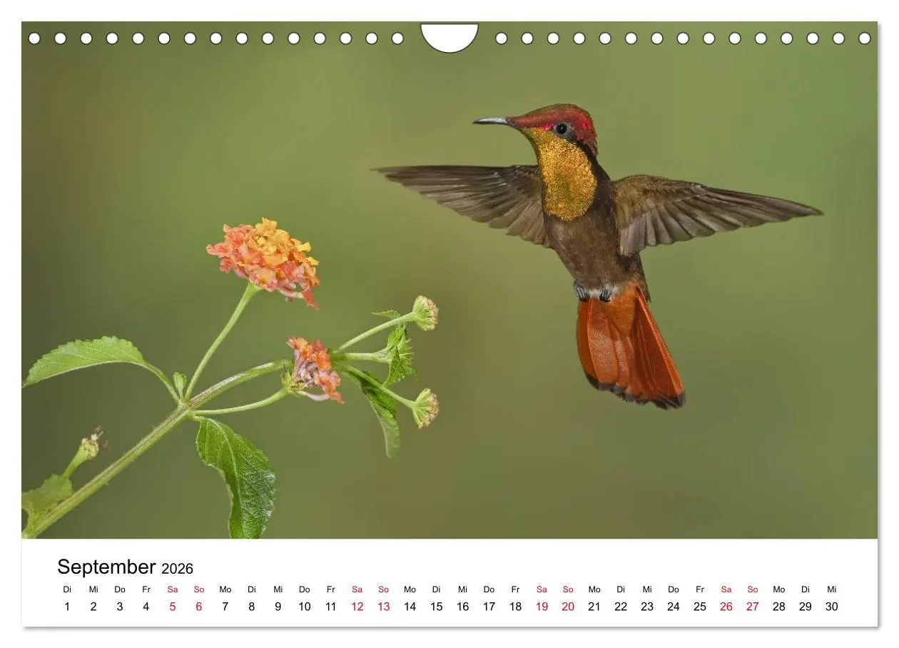 Bild: 9783516062977 | Kolibris - Juwelen der Lüfte (Wandkalender 2026 DIN A4 quer),...