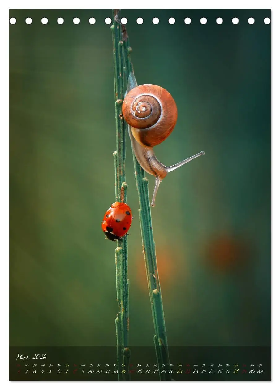 Bild: 9783516372977 | Moment Zauber (Tischkalender 2026 DIN A5 hoch), CALVENDO...