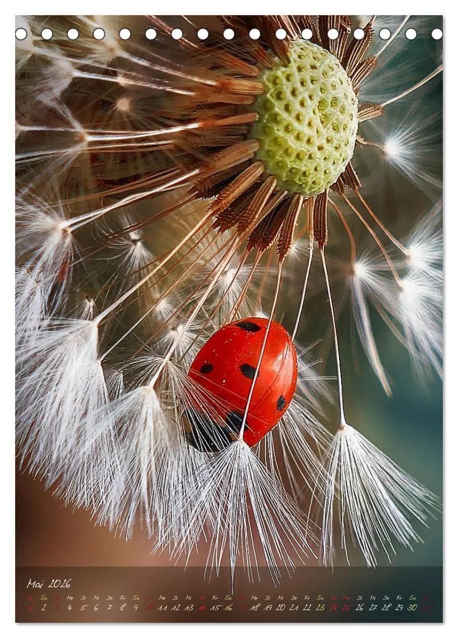 Bild: 9783516372977 | Moment Zauber (Tischkalender 2026 DIN A5 hoch), CALVENDO...