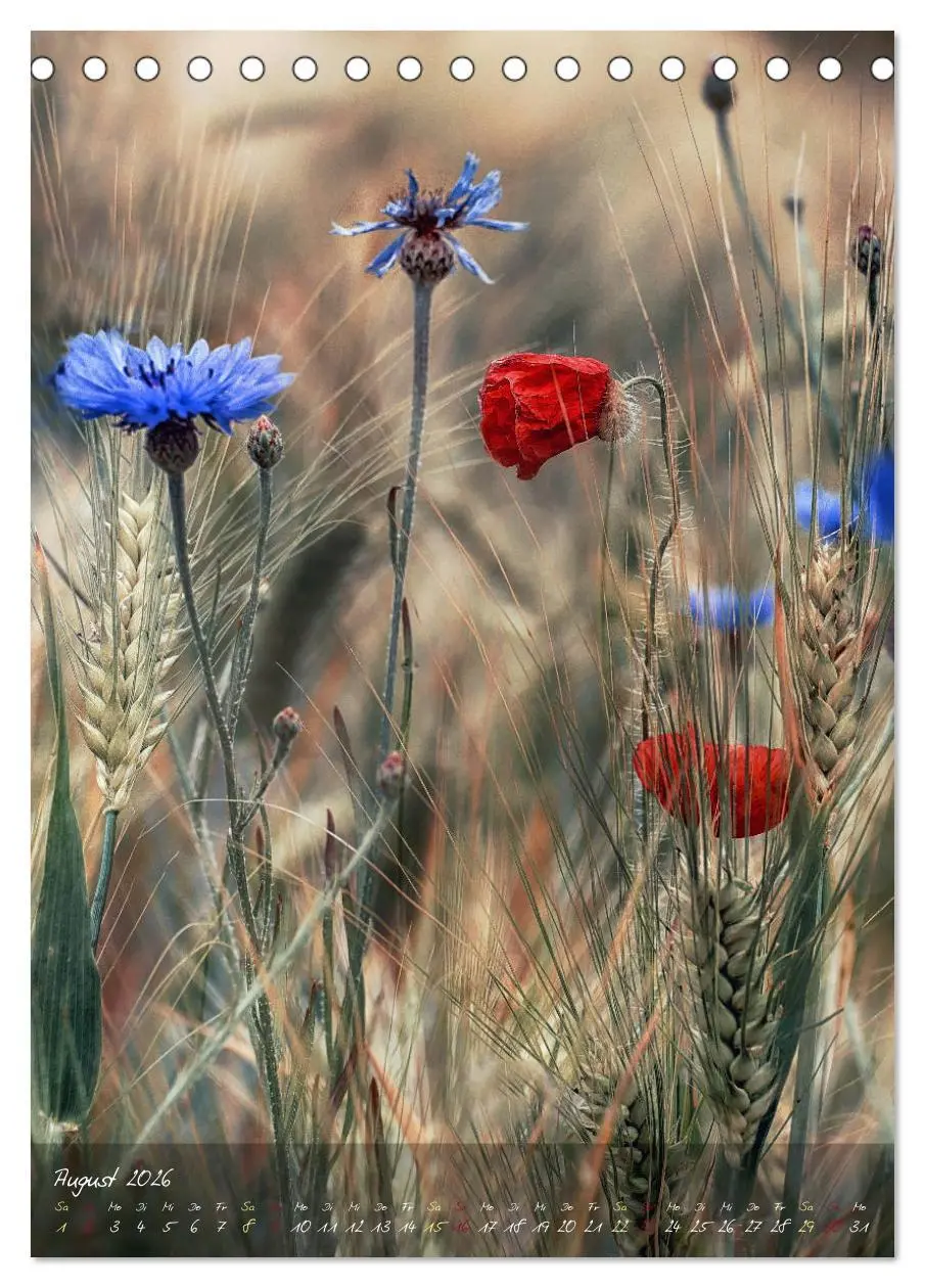Bild: 9783516372977 | Moment Zauber (Tischkalender 2026 DIN A5 hoch), CALVENDO...