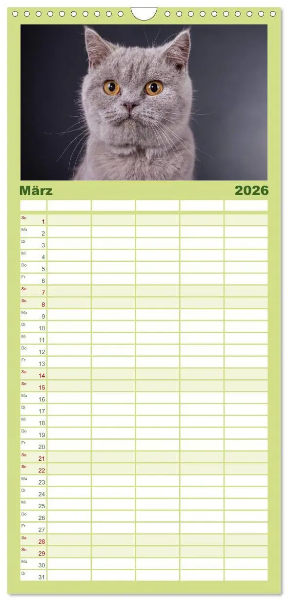 Bild: 9783516512977 | Familienplaner 2026 - Britisch Kurzhaar Katzen mit 5 Spalten...