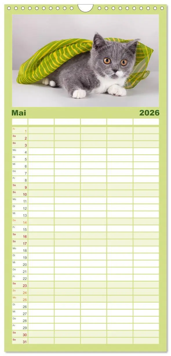 Bild: 9783516512977 | Familienplaner 2026 - Britisch Kurzhaar Katzen mit 5 Spalten...