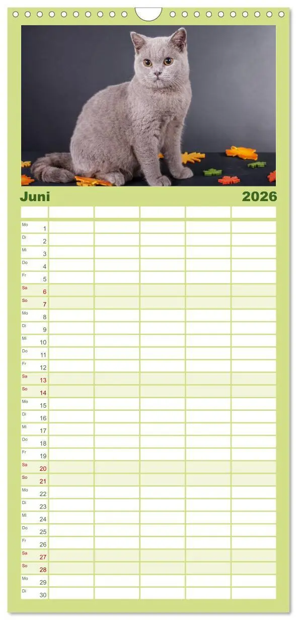 Bild: 9783516512977 | Familienplaner 2026 - Britisch Kurzhaar Katzen mit 5 Spalten...
