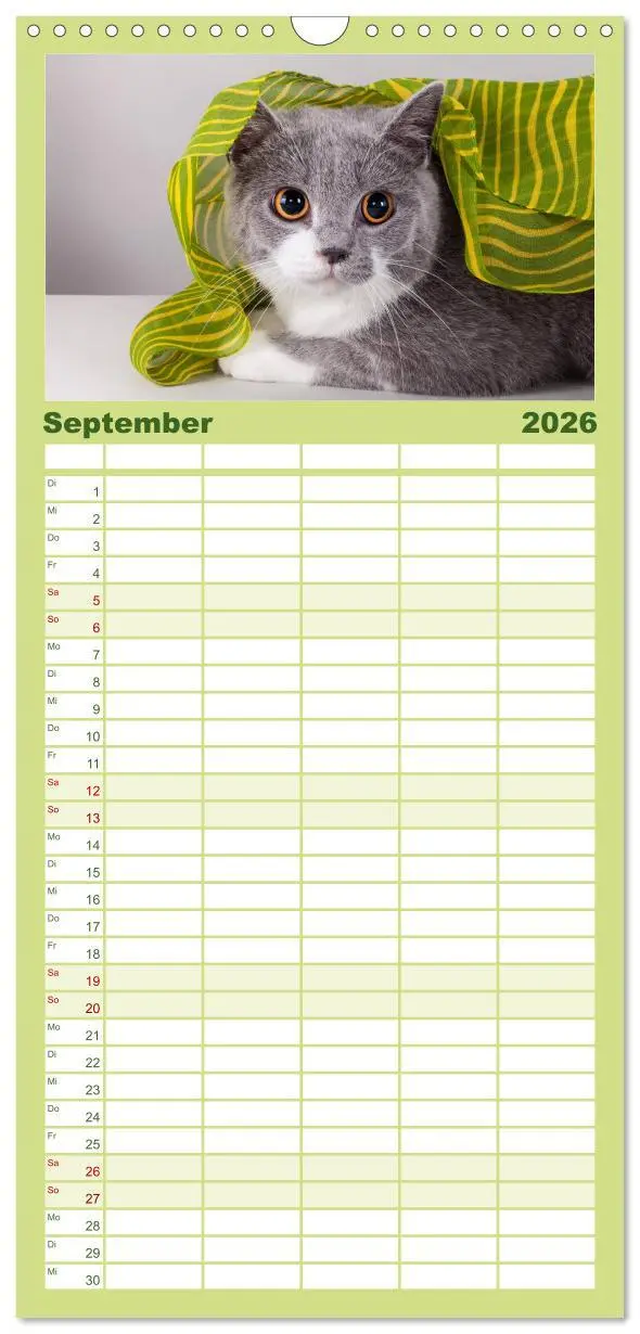Bild: 9783516512977 | Familienplaner 2026 - Britisch Kurzhaar Katzen mit 5 Spalten...