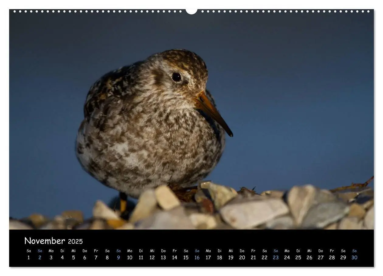 Bild: 9783435773077 | Spitzbergen (Wandkalender 2025 DIN A2 quer), CALVENDO Monatskalender