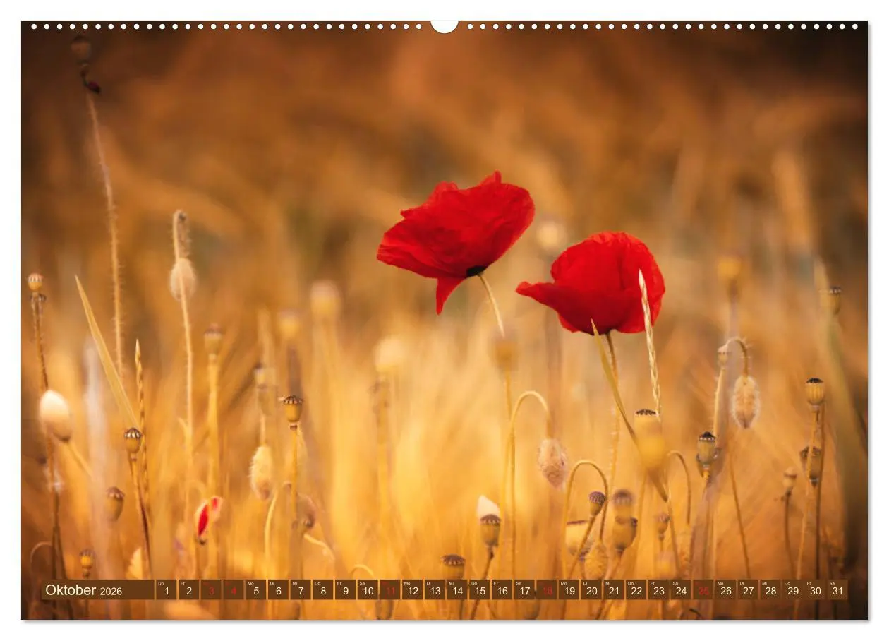 Bild: 9783457933077 | Mohnblumen - Fotografie mit Magie (Wandkalender 2026 DIN A2 quer),...