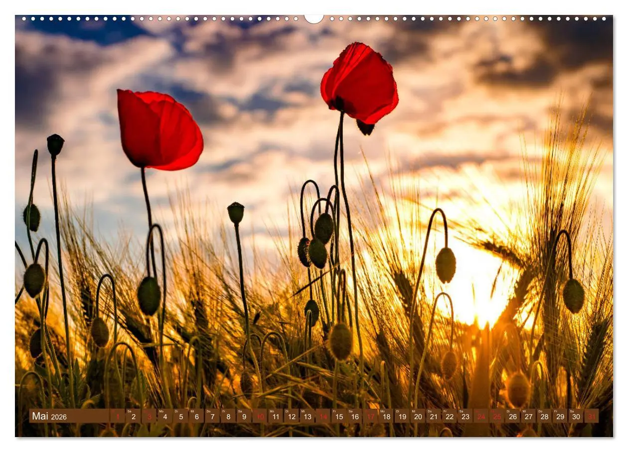 Bild: 9783457933077 | Mohnblumen - Fotografie mit Magie (Wandkalender 2026 DIN A2 quer),...