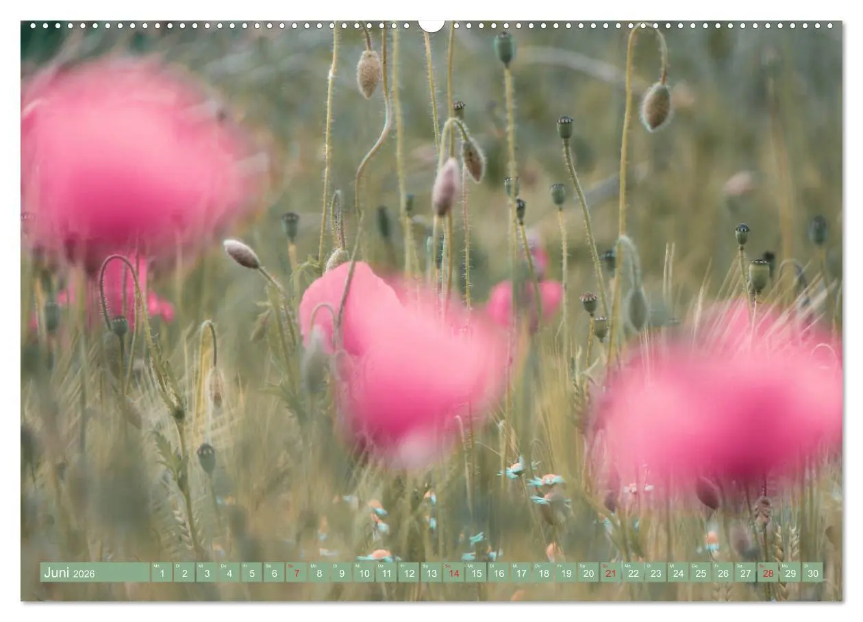 Bild: 9783457933077 | Mohnblumen - Fotografie mit Magie (Wandkalender 2026 DIN A2 quer),...