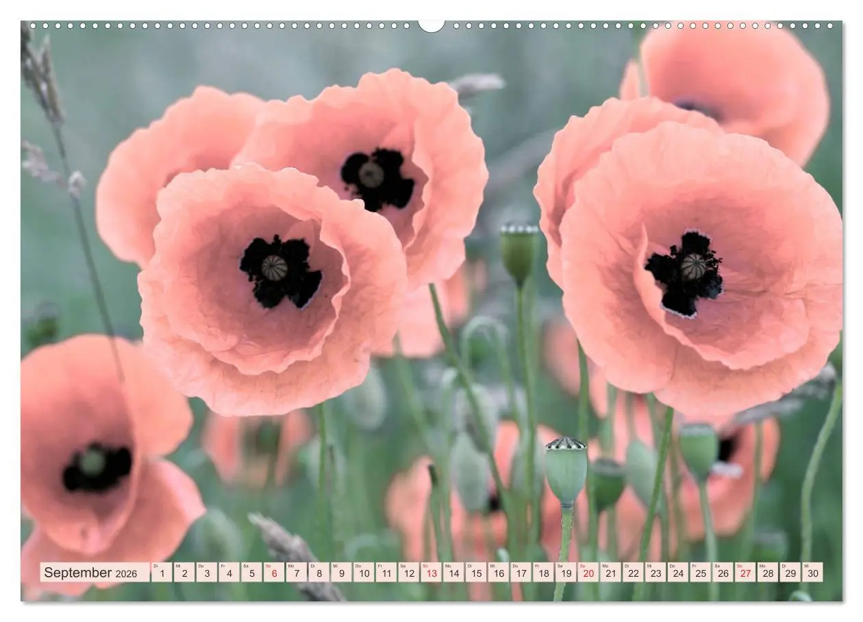 Bild: 9783457933077 | Mohnblumen - Fotografie mit Magie (Wandkalender 2026 DIN A2 quer),...