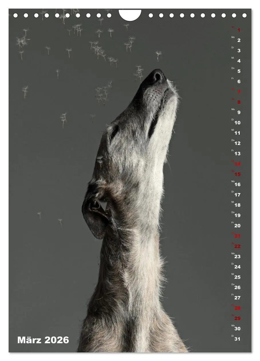 Bild: 9783457303177 | dogmuse deluxe (Wandkalender 2026 DIN A4 hoch), CALVENDO...