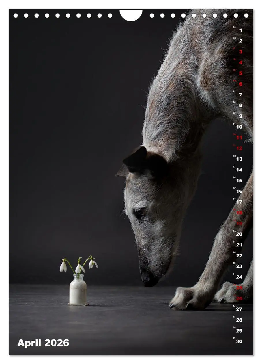 Bild: 9783457303177 | dogmuse deluxe (Wandkalender 2026 DIN A4 hoch), CALVENDO...
