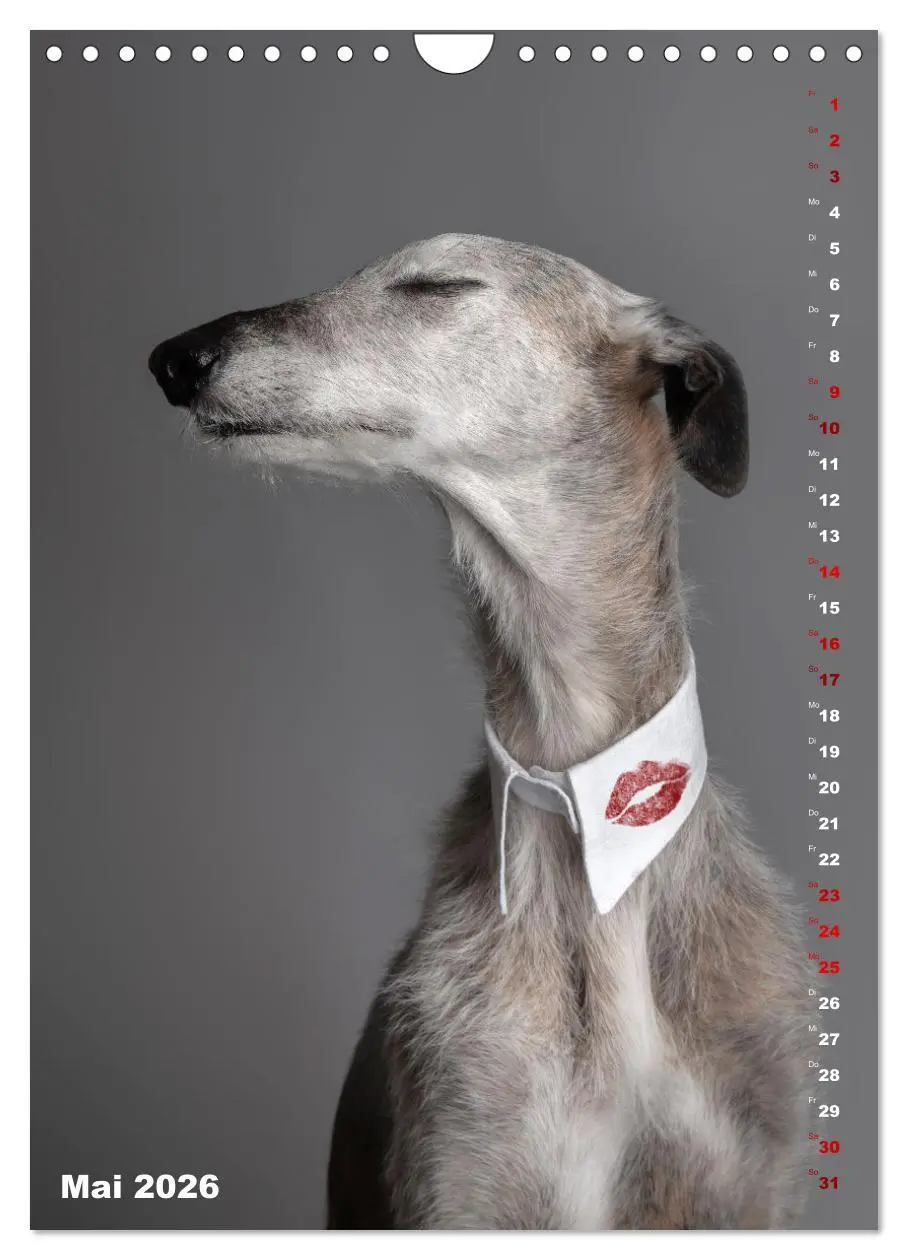 Bild: 9783457303177 | dogmuse deluxe (Wandkalender 2026 DIN A4 hoch), CALVENDO...