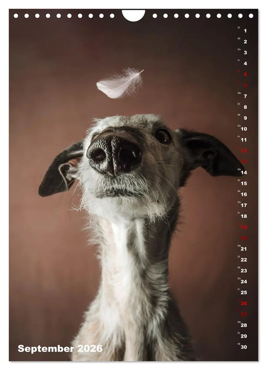 Bild: 9783457303177 | dogmuse deluxe (Wandkalender 2026 DIN A4 hoch), CALVENDO...