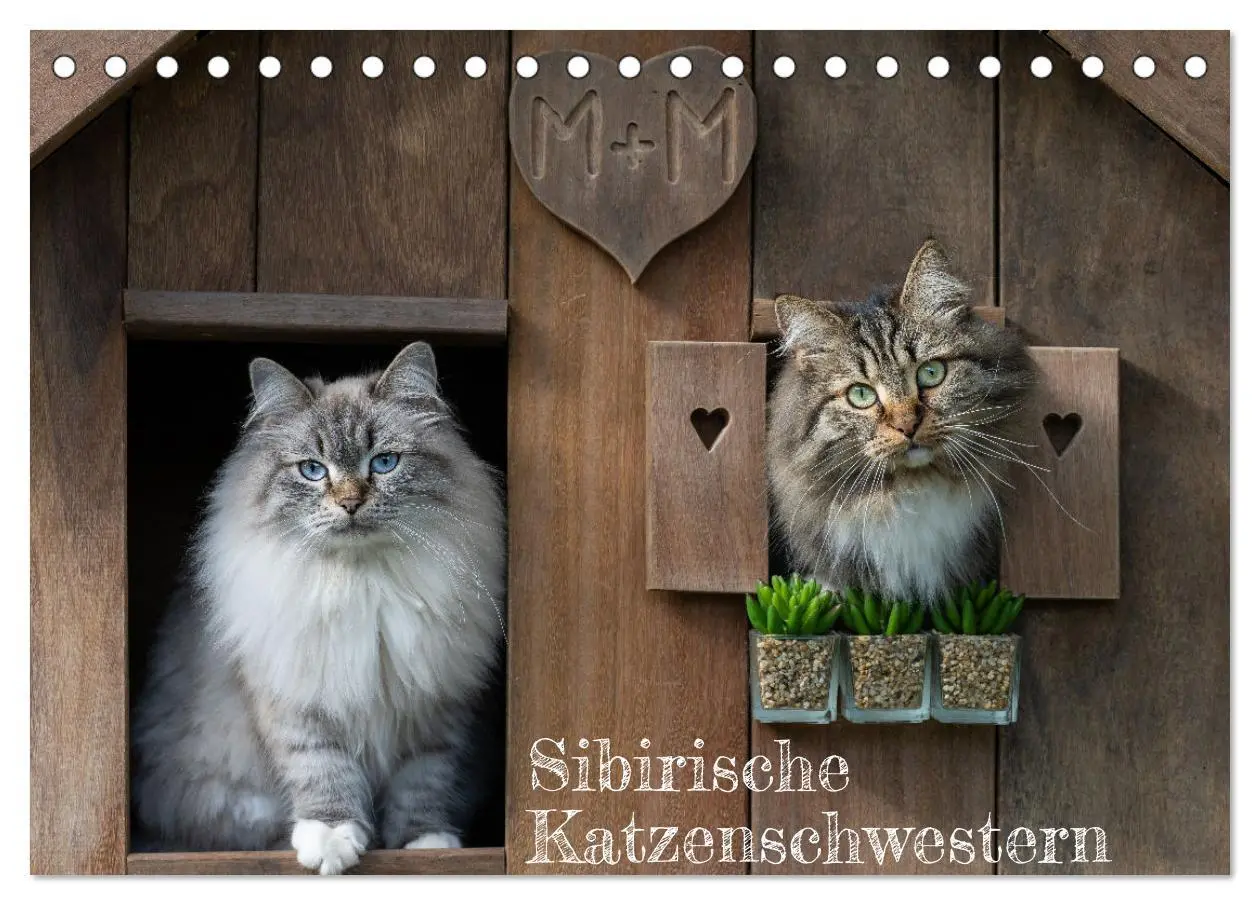 Cover: 9783457543177 | Maui und Molokai - Sibirische Katzenschwestern (Tischkalender 2026...