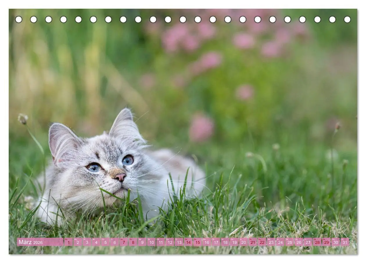 Bild: 9783457543177 | Maui und Molokai - Sibirische Katzenschwestern (Tischkalender 2026...