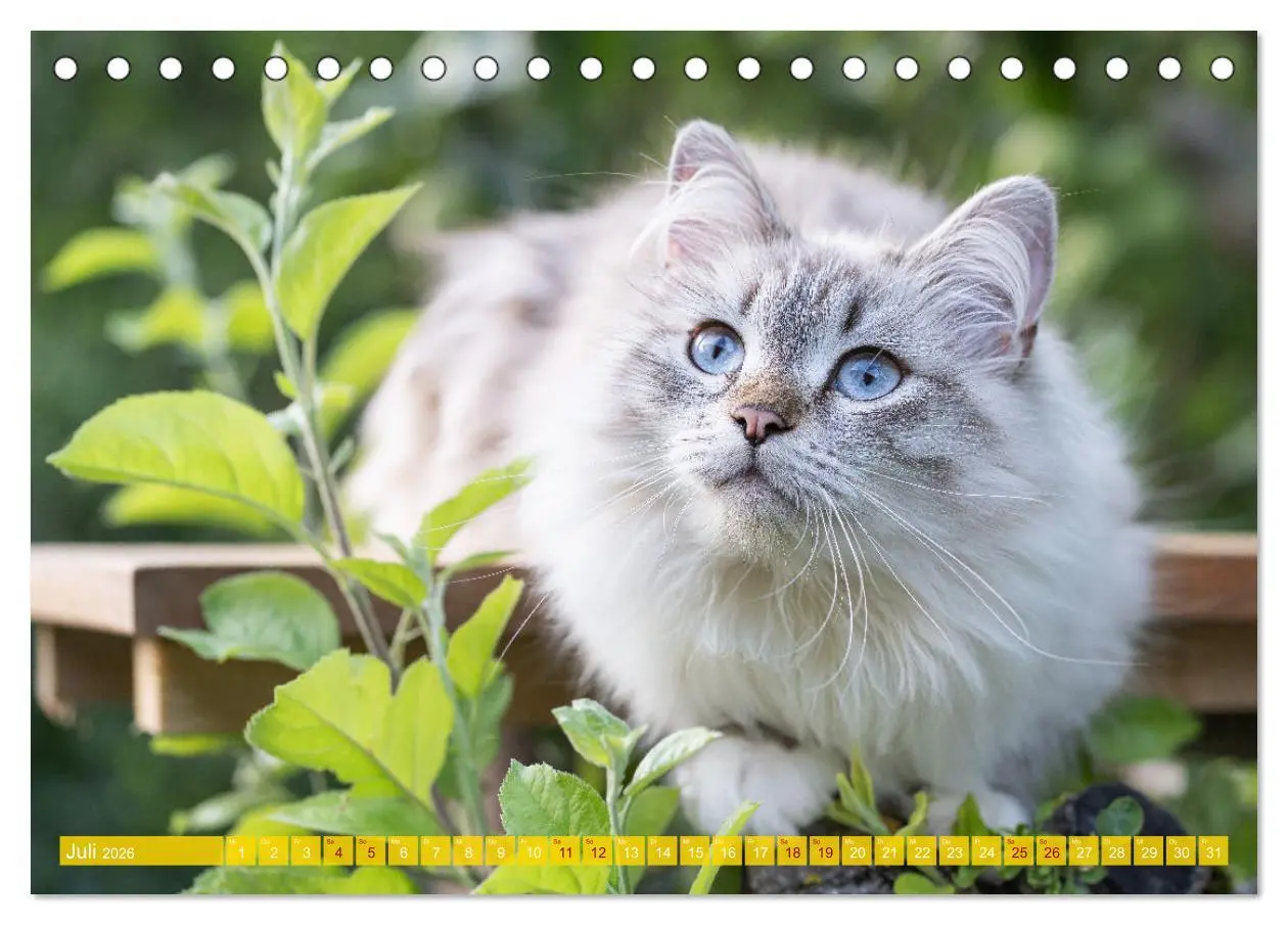 Bild: 9783457543177 | Maui und Molokai - Sibirische Katzenschwestern (Tischkalender 2026...