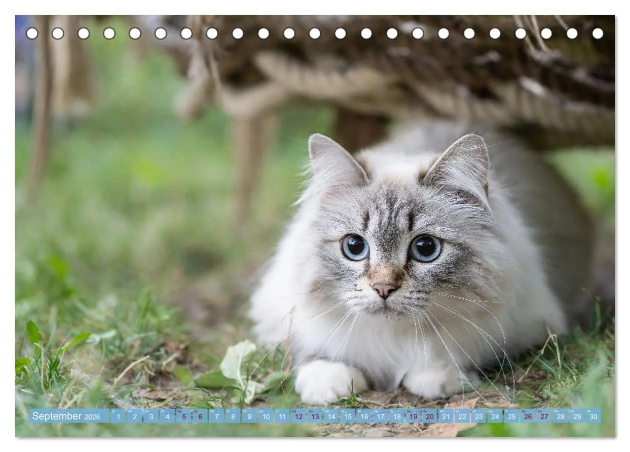 Bild: 9783457543177 | Maui und Molokai - Sibirische Katzenschwestern (Tischkalender 2026...