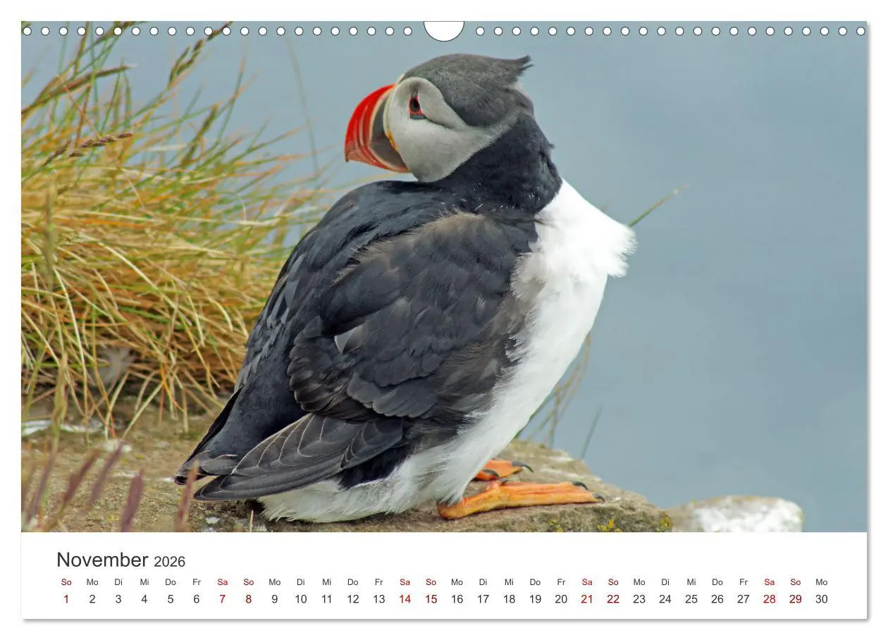 Bild: 9783457523377 | Papageitaucher - Clowns der nordischen Vogelwelt (Wandkalender 2026...