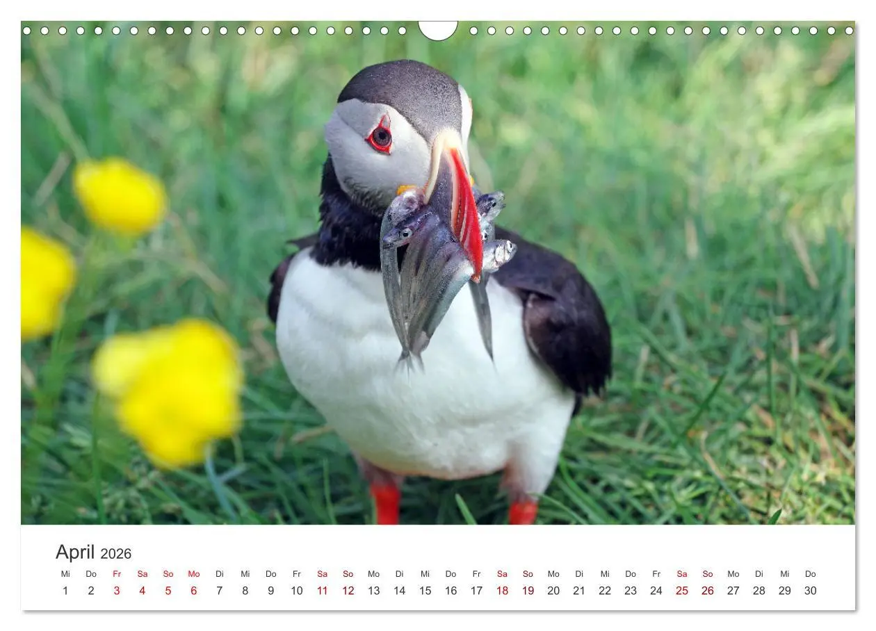 Bild: 9783457523377 | Papageitaucher - Clowns der nordischen Vogelwelt (Wandkalender 2026...
