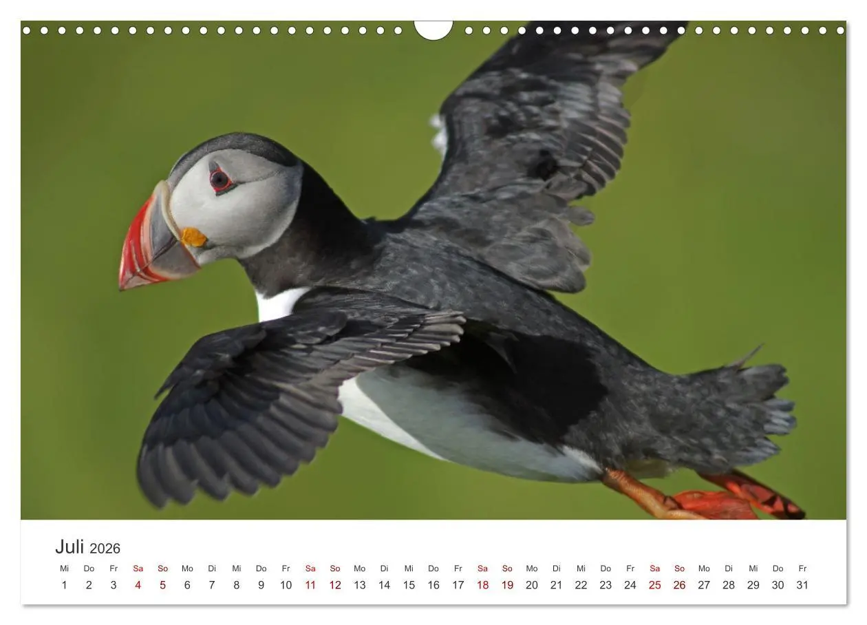 Bild: 9783457523377 | Papageitaucher - Clowns der nordischen Vogelwelt (Wandkalender 2026...