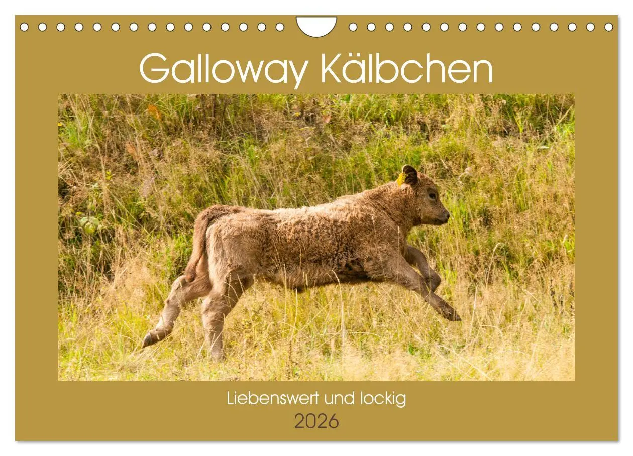 Cover: 9783457763377 | Galloway Kälbchen - Liebenswert und lockig (Wandkalender 2026 DIN...