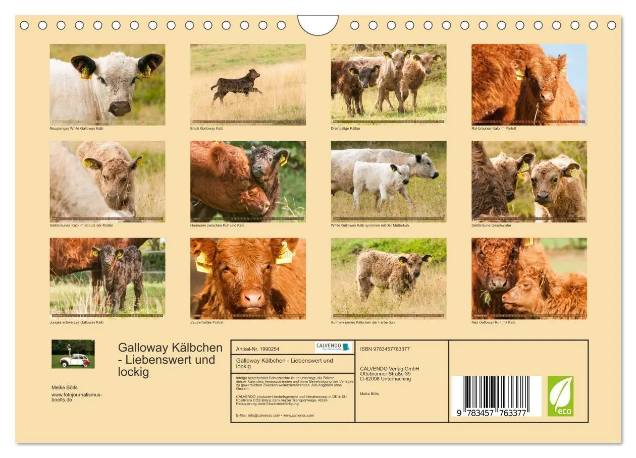 Bild: 9783457763377 | Galloway Kälbchen - Liebenswert und lockig (Wandkalender 2026 DIN...