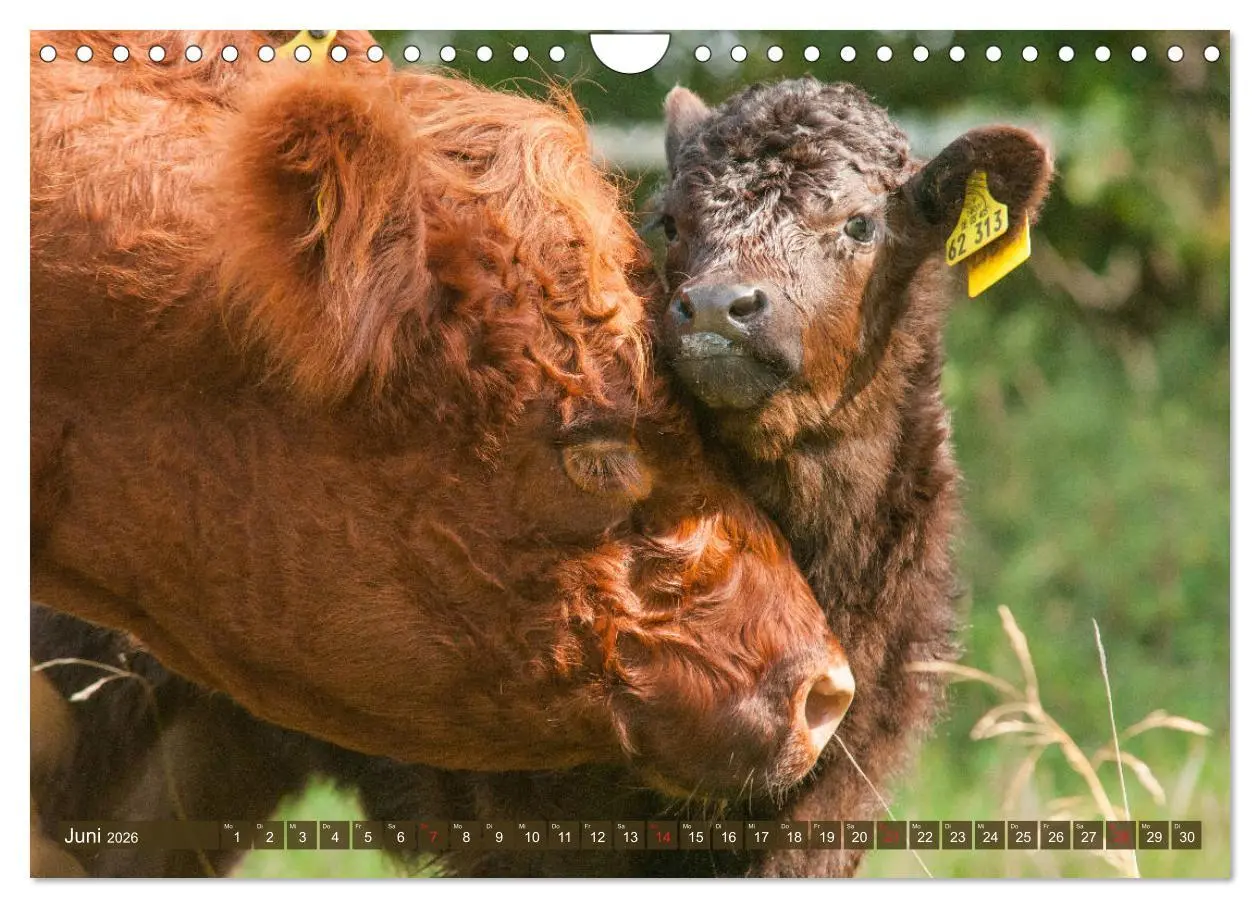 Bild: 9783457763377 | Galloway Kälbchen - Liebenswert und lockig (Wandkalender 2026 DIN...