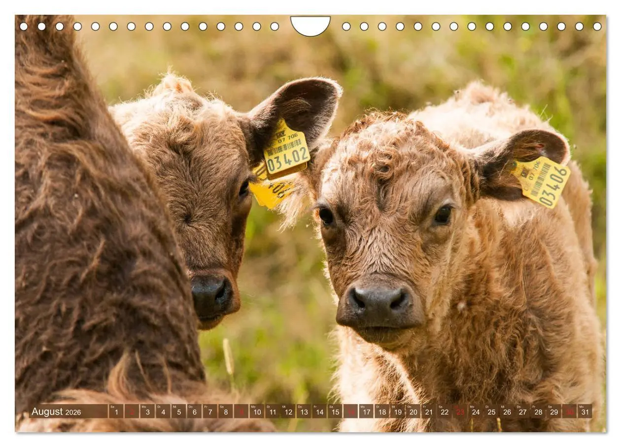 Bild: 9783457763377 | Galloway Kälbchen - Liebenswert und lockig (Wandkalender 2026 DIN...
