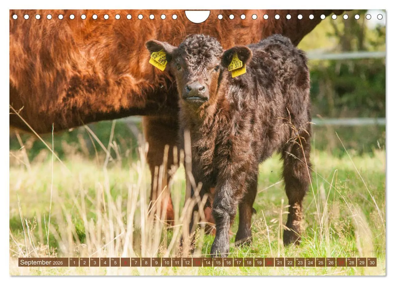 Bild: 9783457763377 | Galloway Kälbchen - Liebenswert und lockig (Wandkalender 2026 DIN...