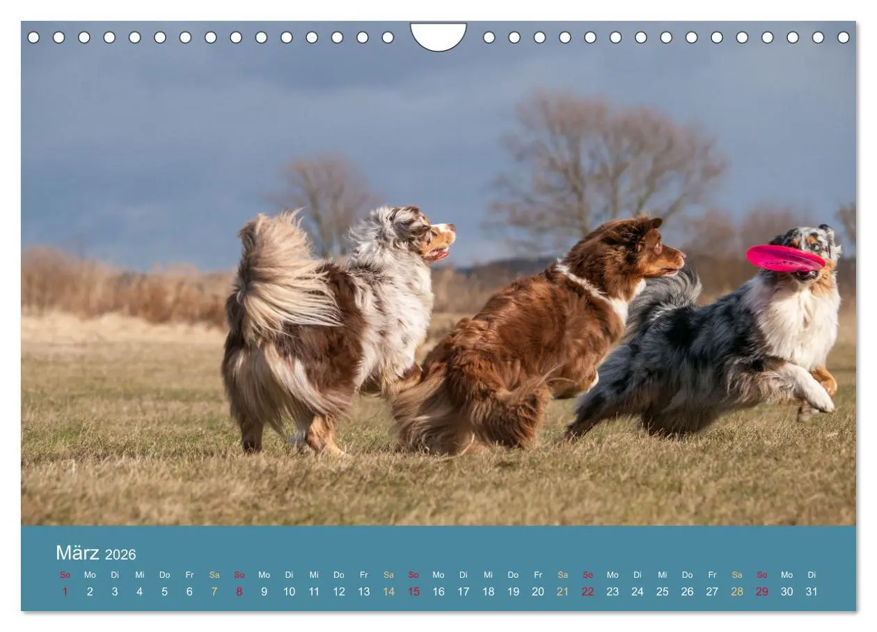Bild: 9783516163377 | Mit Aussies unterwegs - Die bunte Welt der Australian Shepherds...