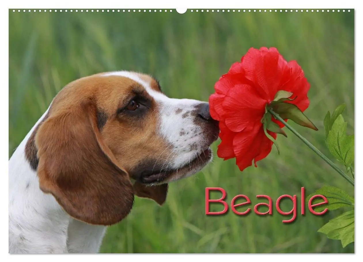 Cover: 9783516153477 | Beagle (Wandkalender 2026 DIN A2 quer), CALVENDO Monatskalender | Berg