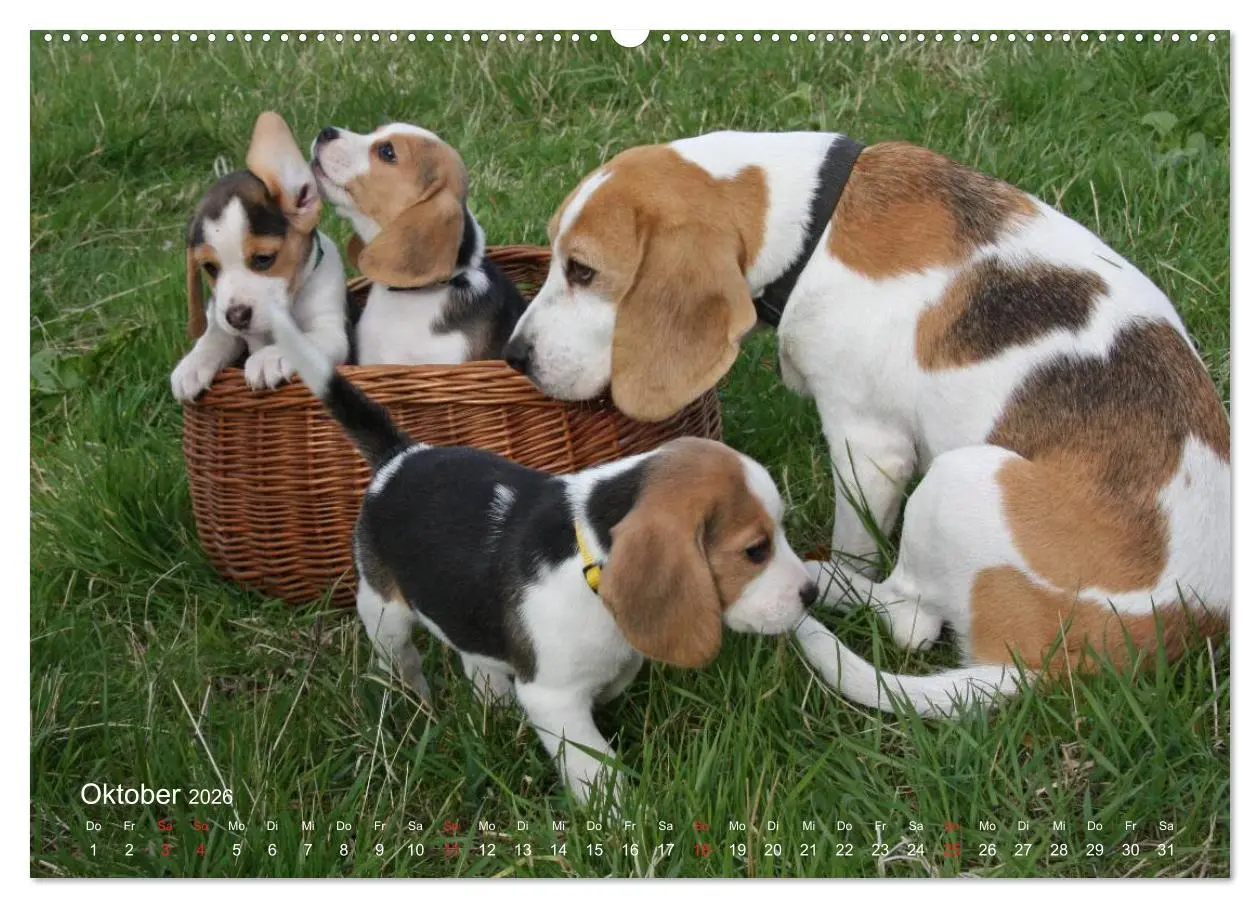 Bild: 9783516153477 | Beagle (Wandkalender 2026 DIN A2 quer), CALVENDO Monatskalender | Berg