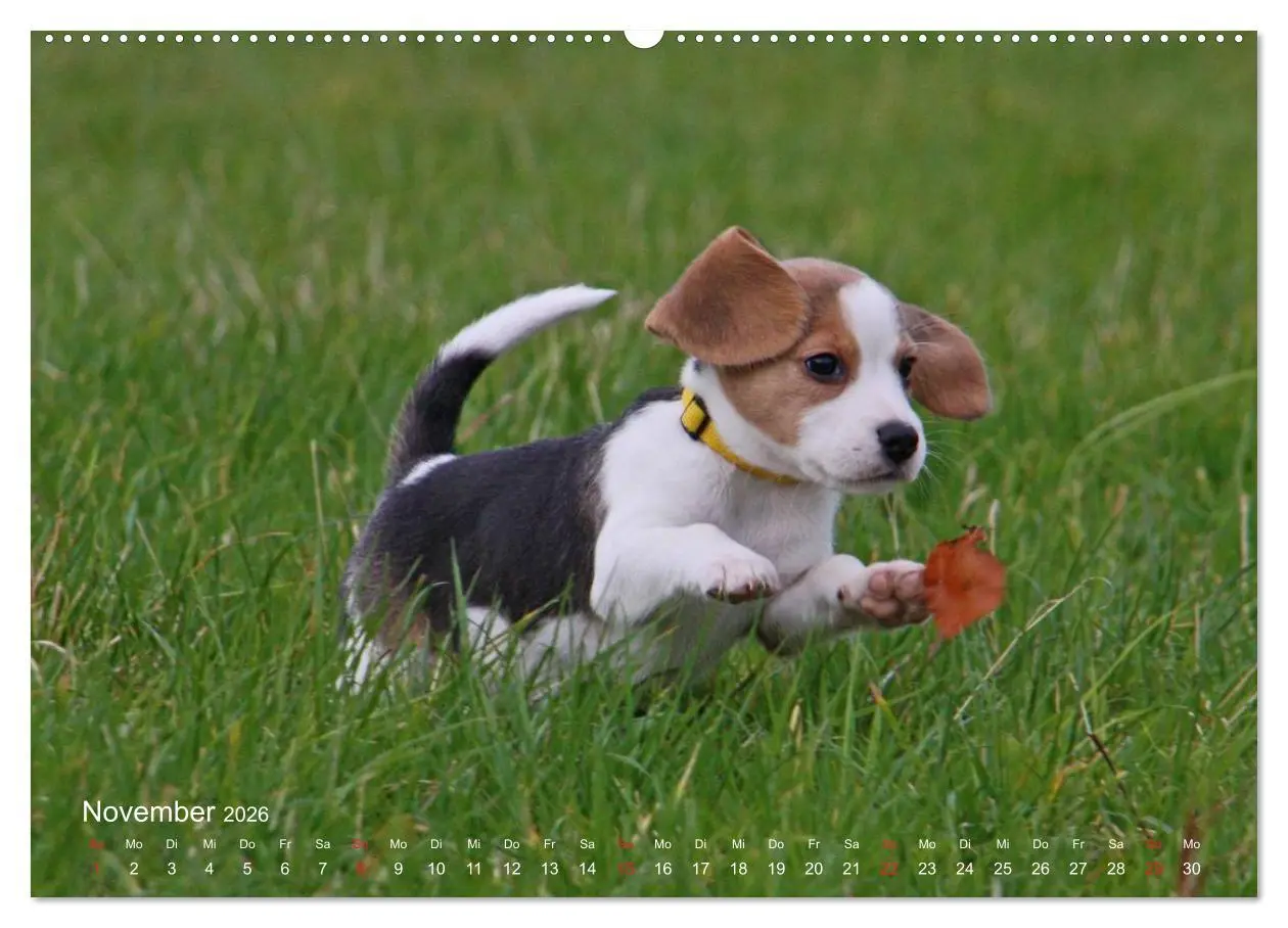 Bild: 9783516153477 | Beagle (Wandkalender 2026 DIN A2 quer), CALVENDO Monatskalender | Berg