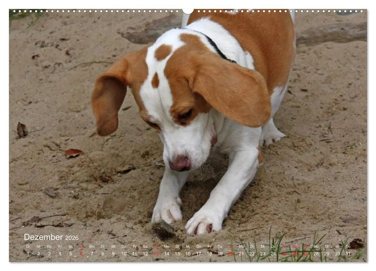 Bild: 9783516153477 | Beagle (Wandkalender 2026 DIN A2 quer), CALVENDO Monatskalender | Berg