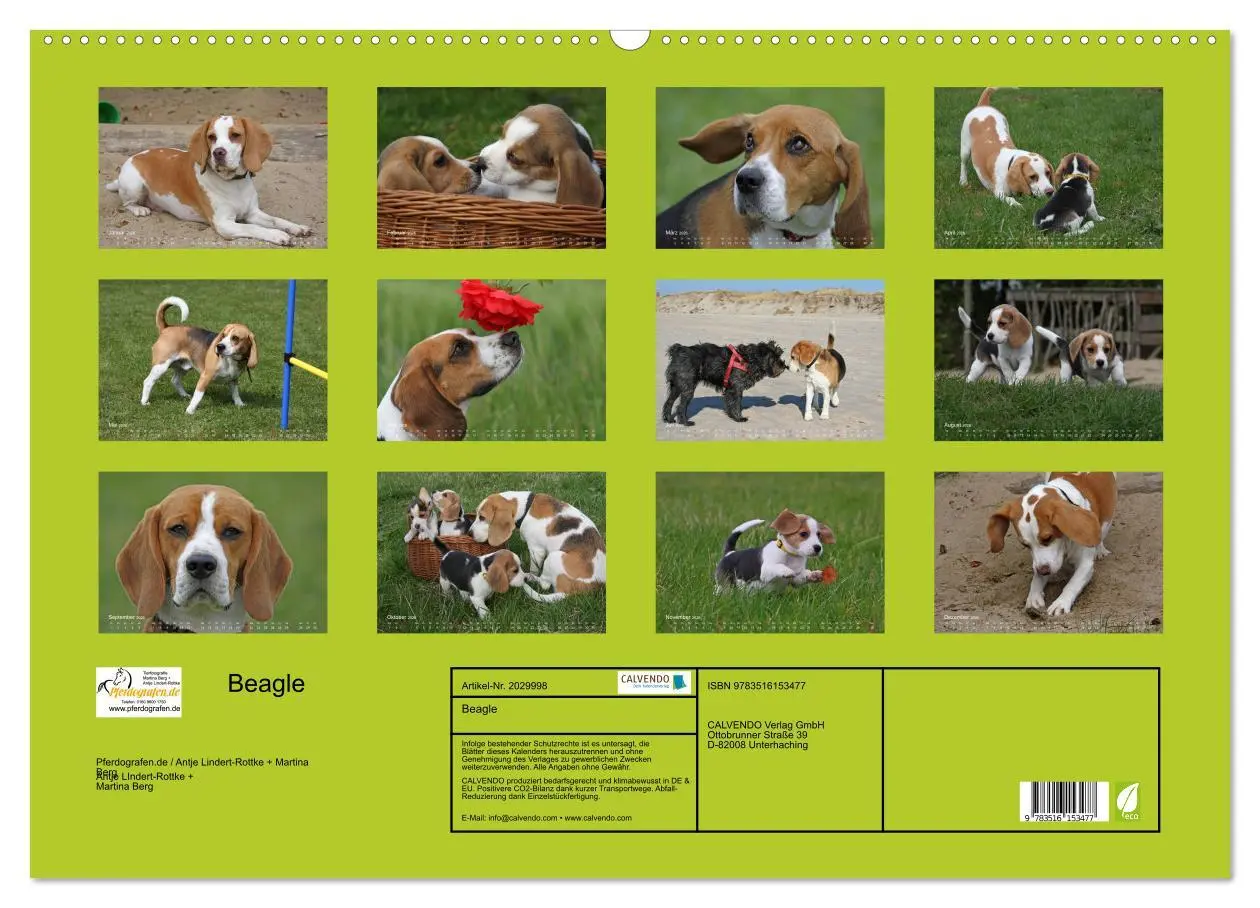 Bild: 9783516153477 | Beagle (Wandkalender 2026 DIN A2 quer), CALVENDO Monatskalender | Berg
