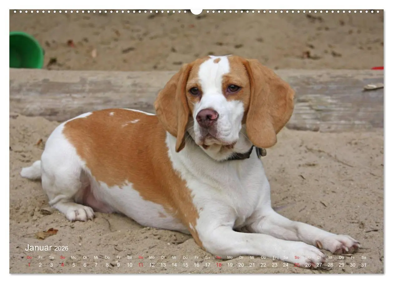 Bild: 9783516153477 | Beagle (Wandkalender 2026 DIN A2 quer), CALVENDO Monatskalender | Berg