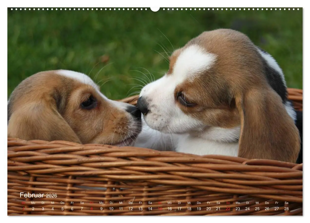Bild: 9783516153477 | Beagle (Wandkalender 2026 DIN A2 quer), CALVENDO Monatskalender | Berg