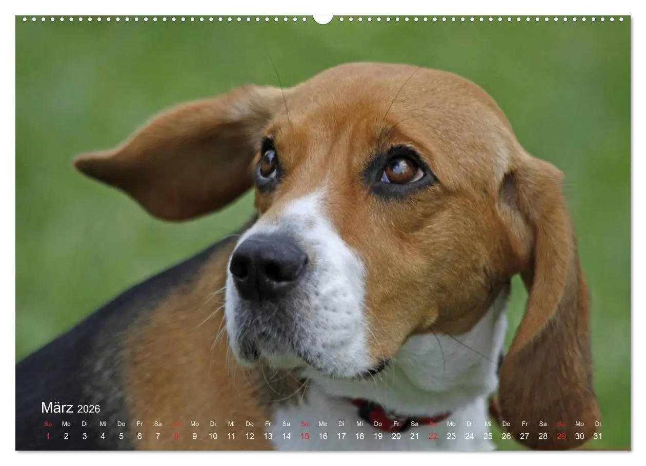 Bild: 9783516153477 | Beagle (Wandkalender 2026 DIN A2 quer), CALVENDO Monatskalender | Berg