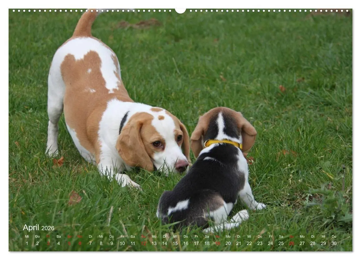 Bild: 9783516153477 | Beagle (Wandkalender 2026 DIN A2 quer), CALVENDO Monatskalender | Berg