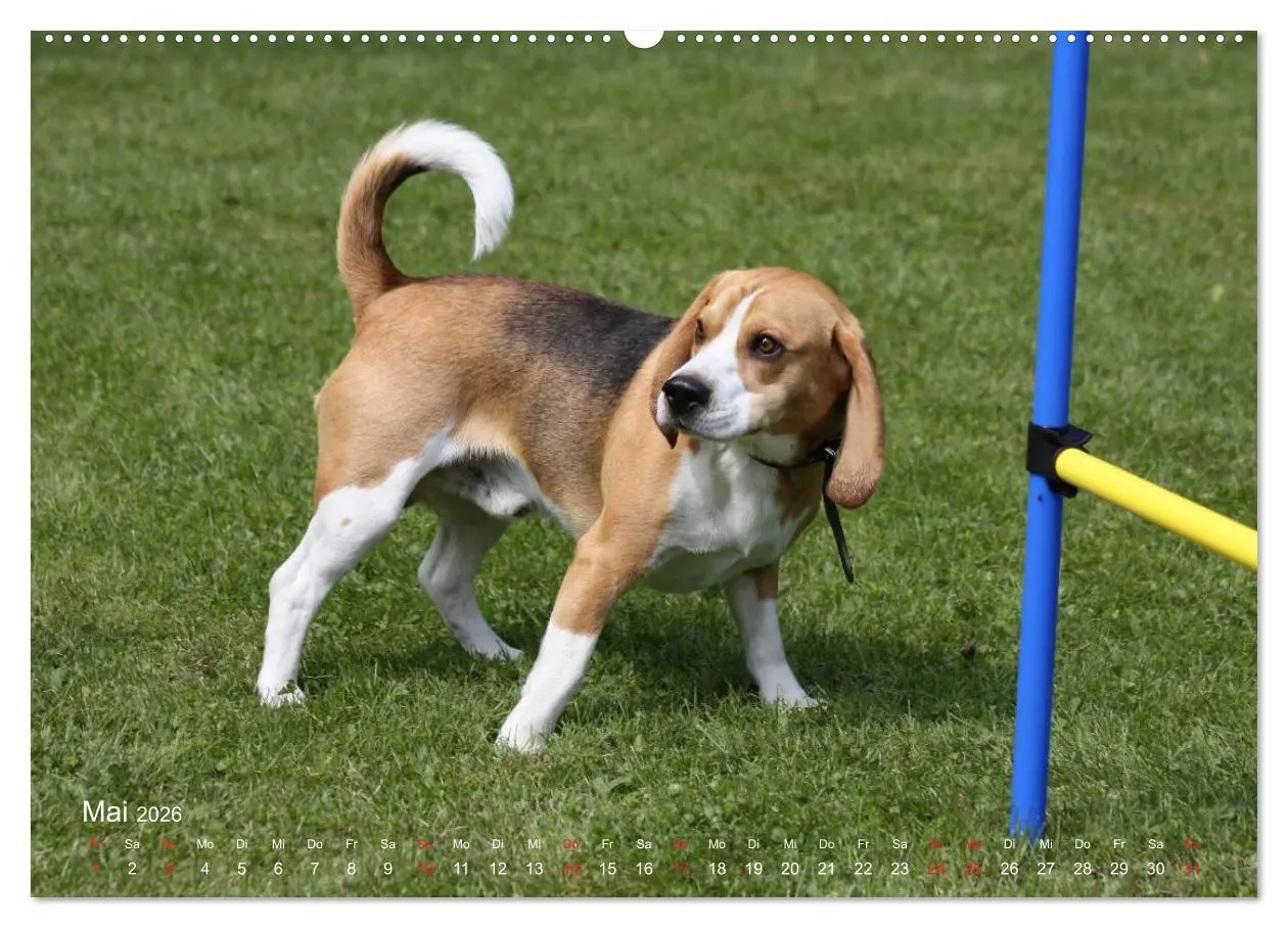 Bild: 9783516153477 | Beagle (Wandkalender 2026 DIN A2 quer), CALVENDO Monatskalender | Berg
