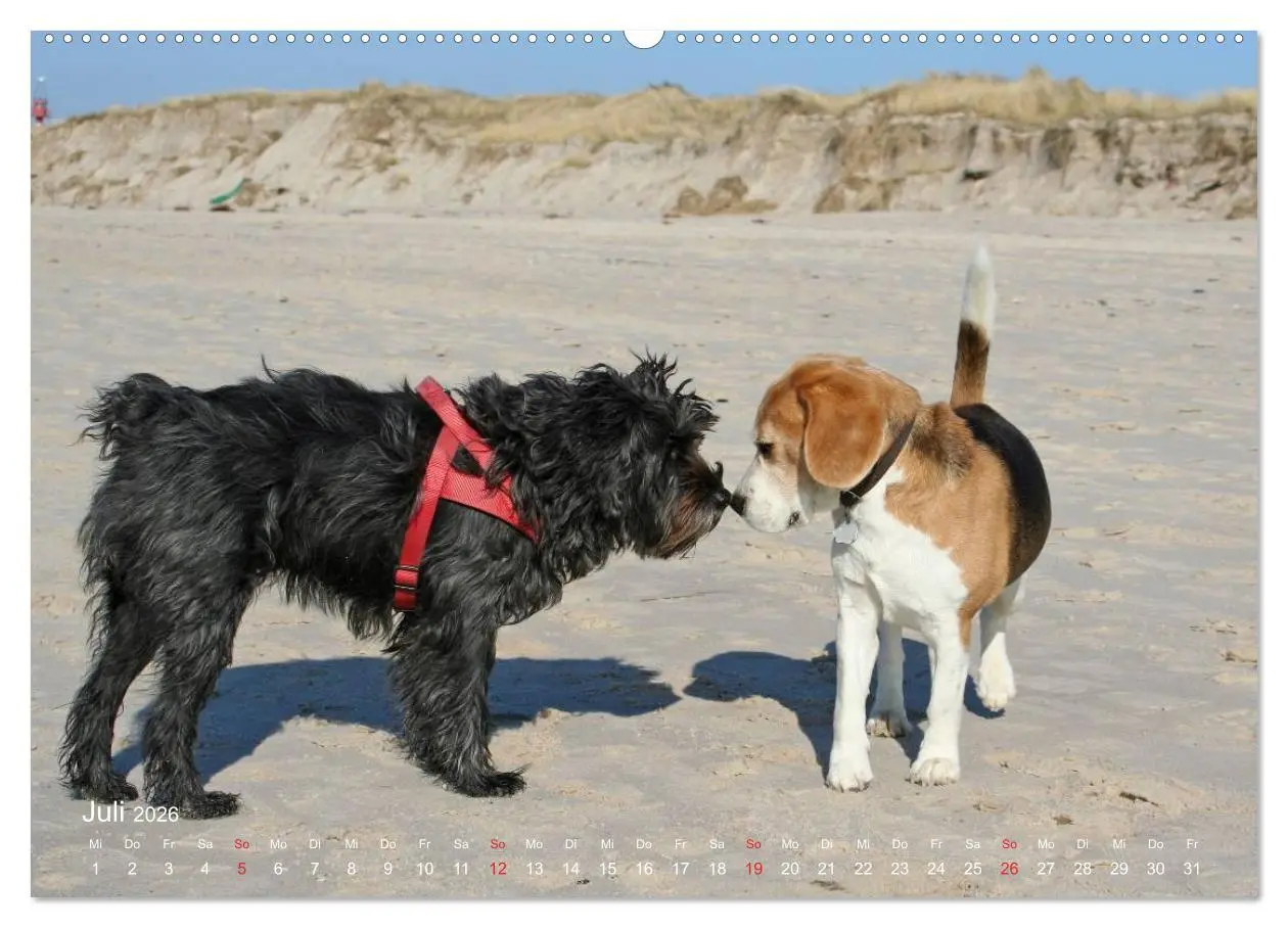 Bild: 9783516153477 | Beagle (Wandkalender 2026 DIN A2 quer), CALVENDO Monatskalender | Berg