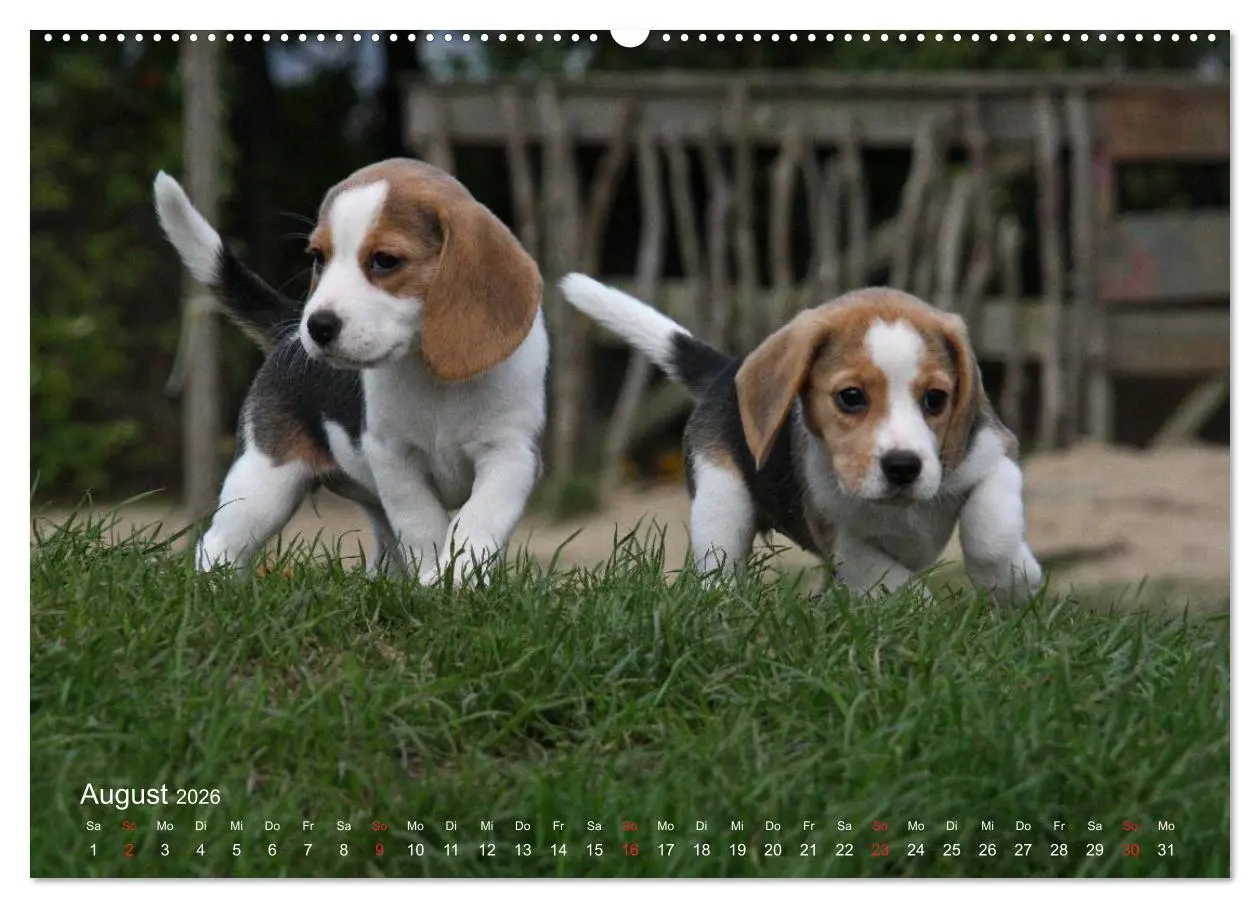 Bild: 9783516153477 | Beagle (Wandkalender 2026 DIN A2 quer), CALVENDO Monatskalender | Berg