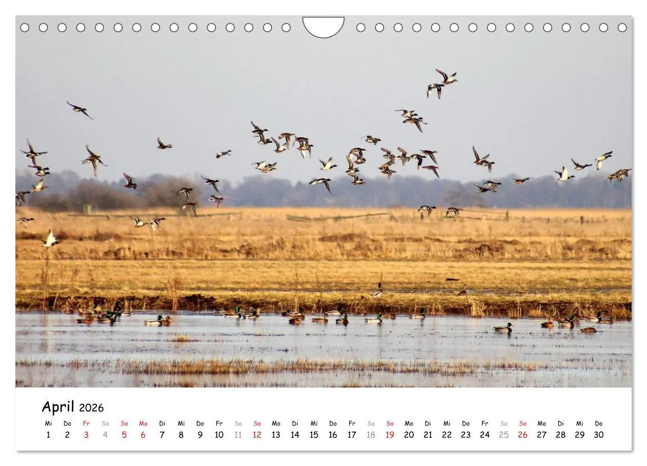 Bild: 9783516073577 | Unterwegs im Teufelsmoor (Wandkalender 2026 DIN A4 quer), CALVENDO...