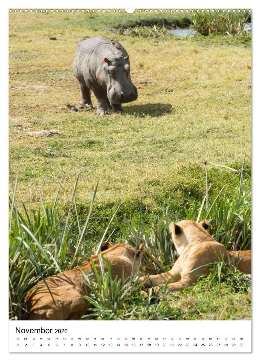 Bild: 9783516383577 | Serengeti Pur - Tansania (Wandkalender 2026 DIN A2 hoch), CALVENDO...