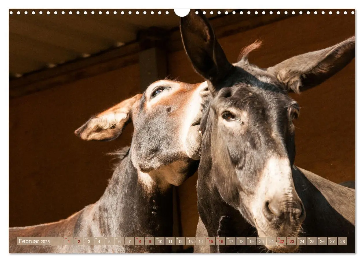 Bild: 9783435023677 | Esel Lebensfreude - Spaß mit Langohren (Wandkalender 2025 DIN A3...
