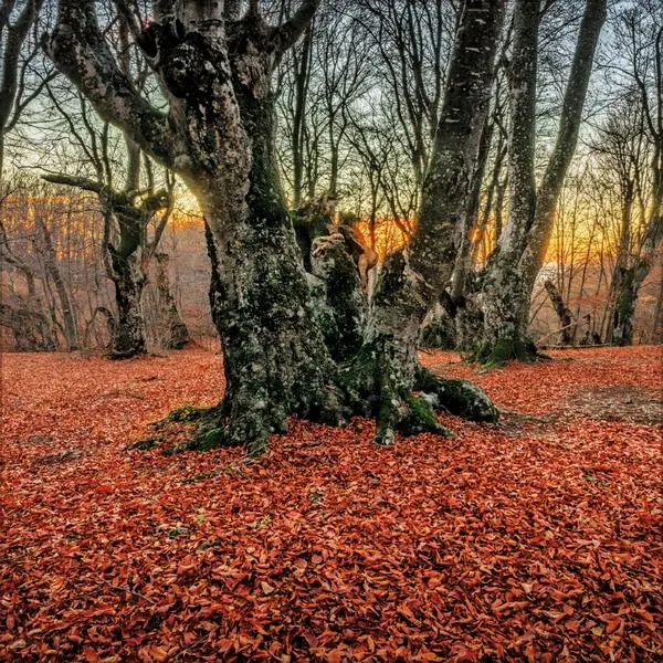 Bild: 9783731883777 | Magische Wälder 2026 | Verlag Korsch | Kalender | 13 S. | Deutsch