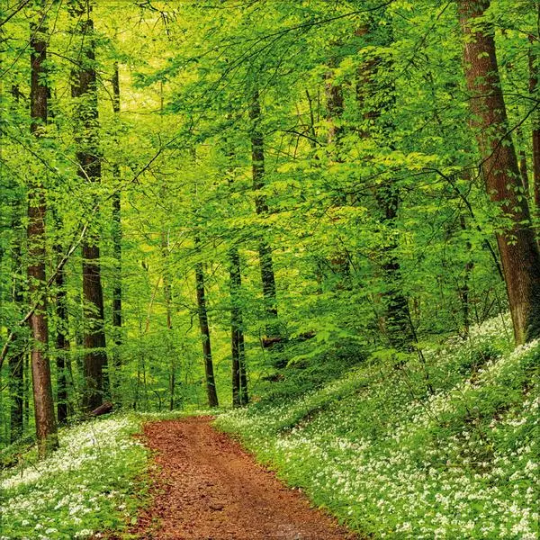 Bild: 9783731883777 | Magische Wälder 2026 | Verlag Korsch | Kalender | 13 S. | Deutsch