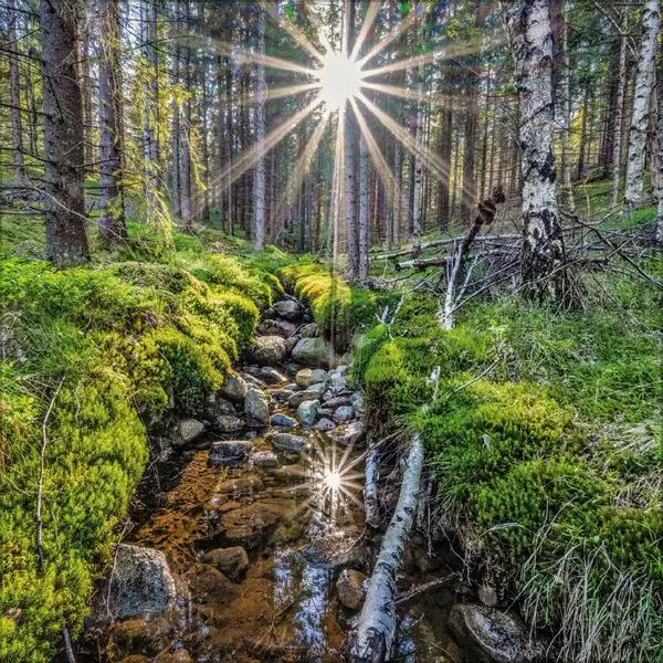 Bild: 9783731883777 | Magische Wälder 2026 | Verlag Korsch | Kalender | 13 S. | Deutsch
