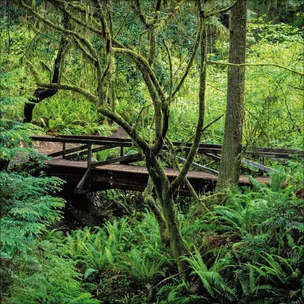 Bild: 9783731883777 | Magische Wälder 2026 | Verlag Korsch | Kalender | 13 S. | Deutsch