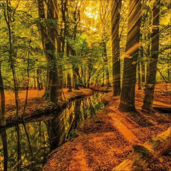 Bild: 9783731883777 | Magische Wälder 2026 | Verlag Korsch | Kalender | 13 S. | Deutsch